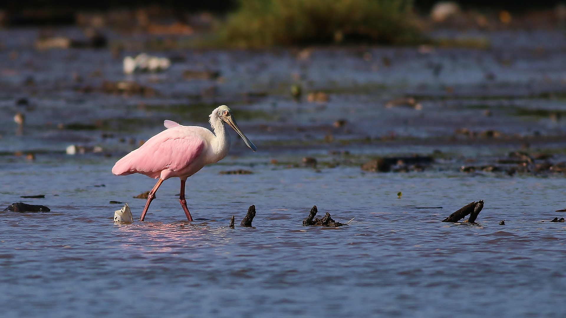 Roseate Spoonbill